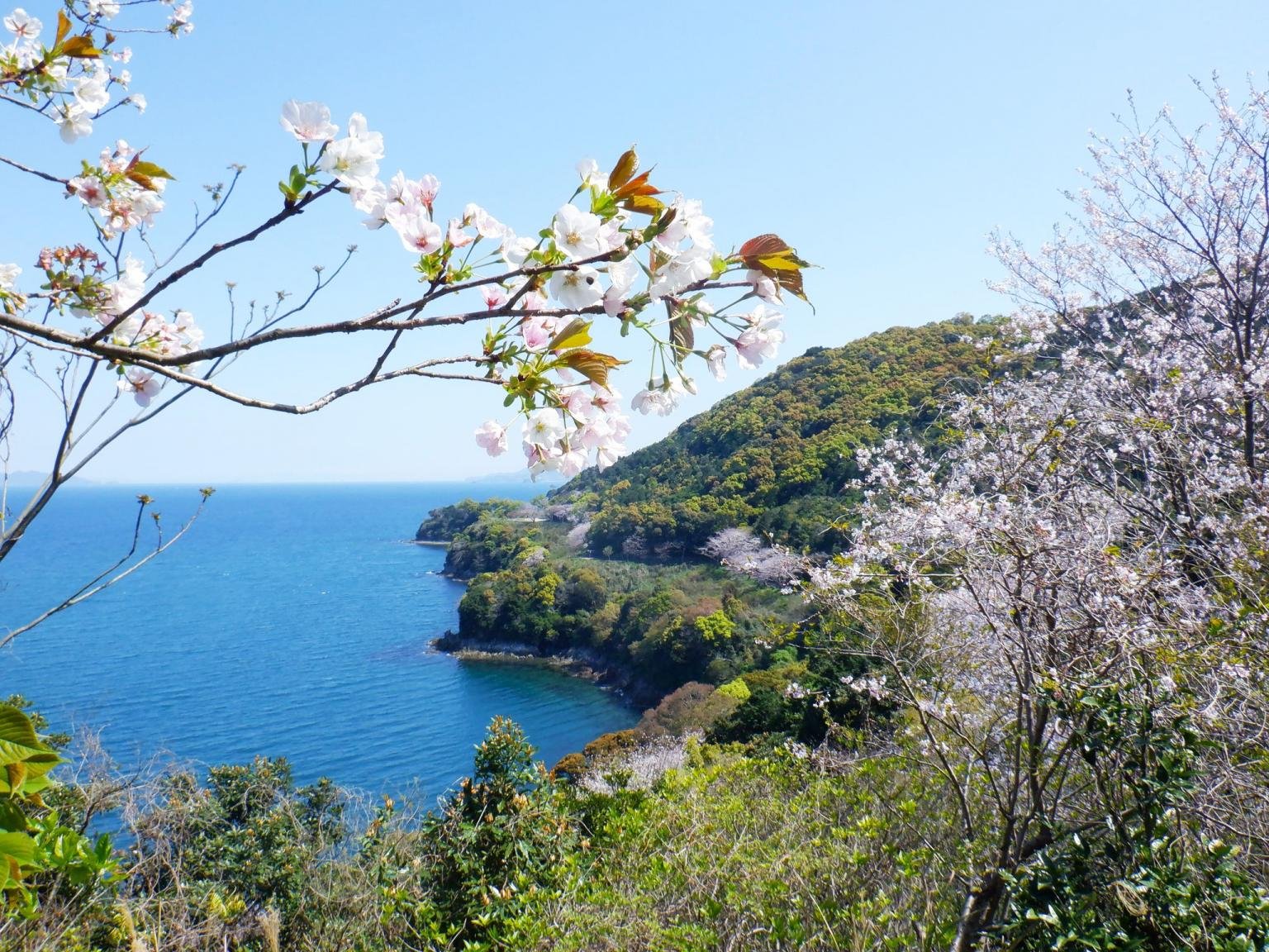 🌸 유노코 벚꽃길 (유노코 체리라인) 이미지 6
